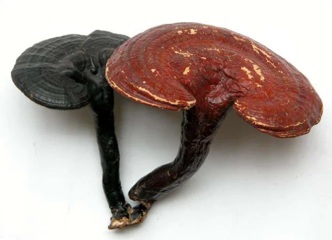 
Reishi Mushroom ,Ganoderma Lucidum Extract 30% Polysaccharide Powder 