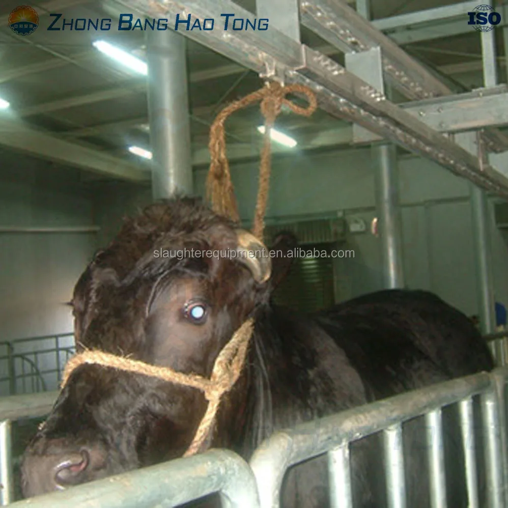 Cattle  leading machine for cattle slaughtering line