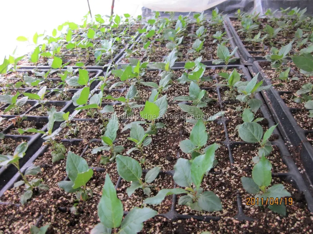 Chinese hot selling Cherry fruit seedling