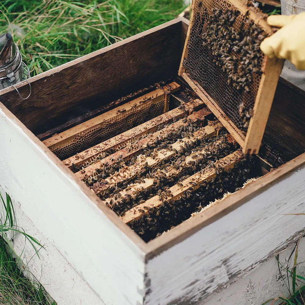 Органический чистый пчелиный мед для покупателя