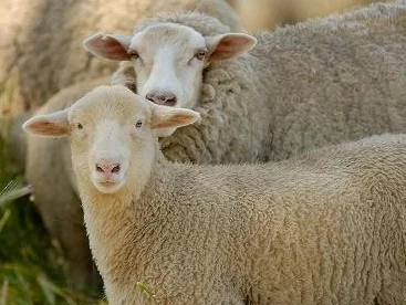 Natural Pure Lanolin For Creams