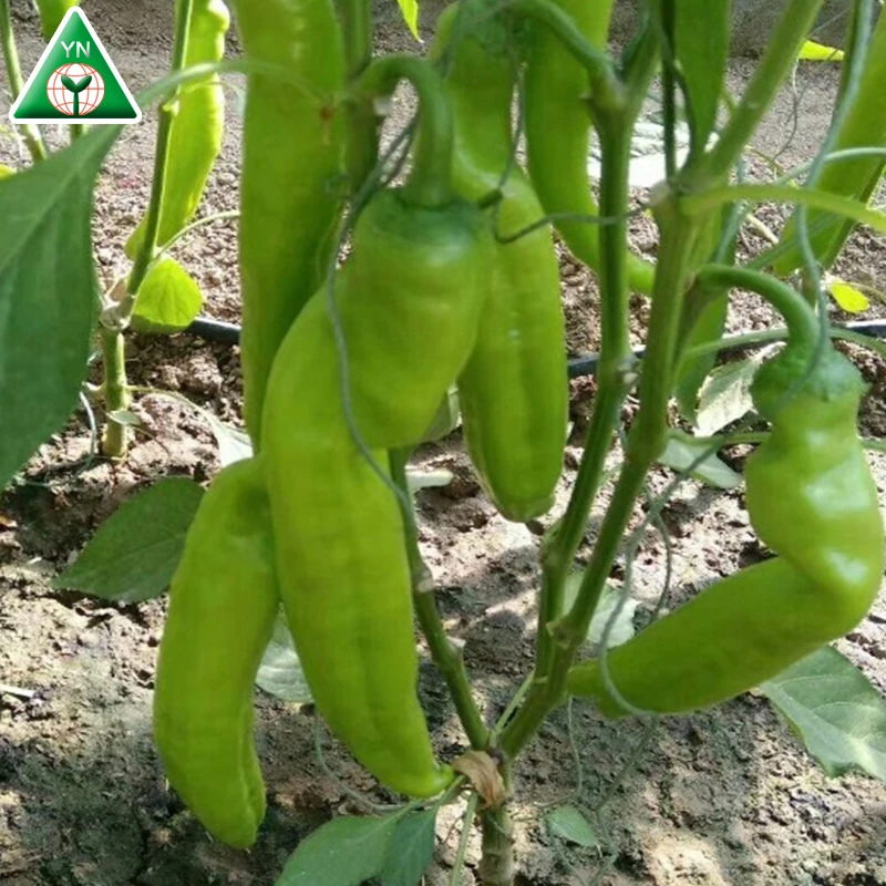 
ZHENGDA 128 F1 Best Quality Red Hot Chili From China To Worldqwide 