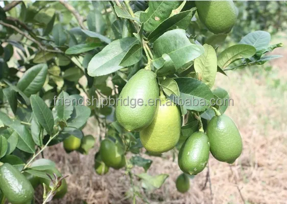 Лимонные деревья цитрусовые перфум