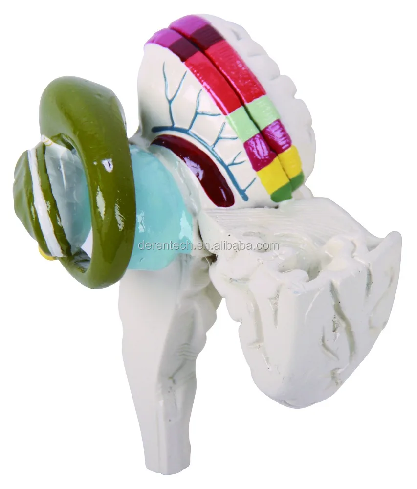 Medical human brain model of basal nuclei and internal capsule