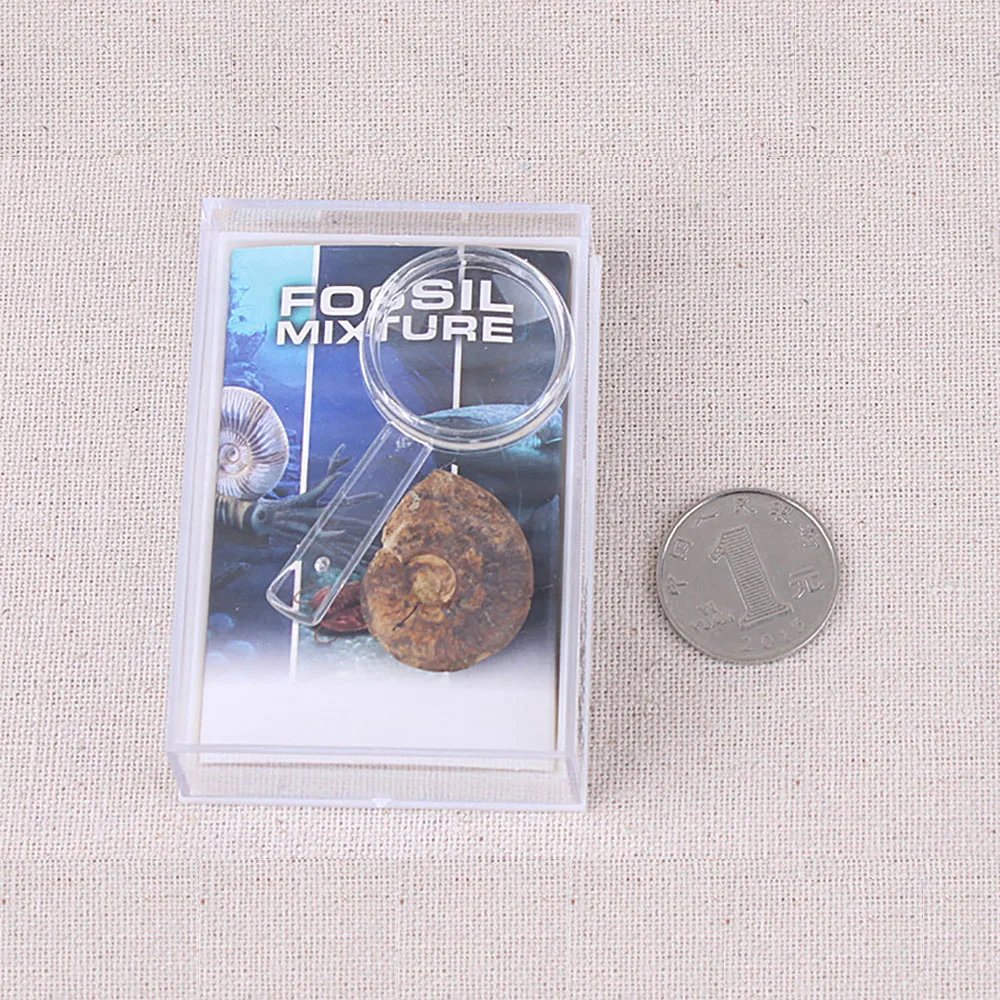 
Mix Marine Paleontology Fossil Specimen Minerala Fossil Teaching 