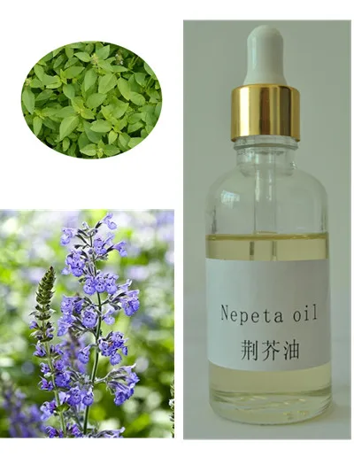 factory bulk natural plant extracted  catnip oil cat mint oil nepeta cataria hoja oil for weight loss