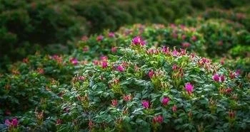 Blooming tea Dried Rose Corolla herbal tea for female