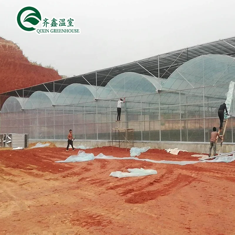 China low cost Multi-span Film tunnel Greenhouse