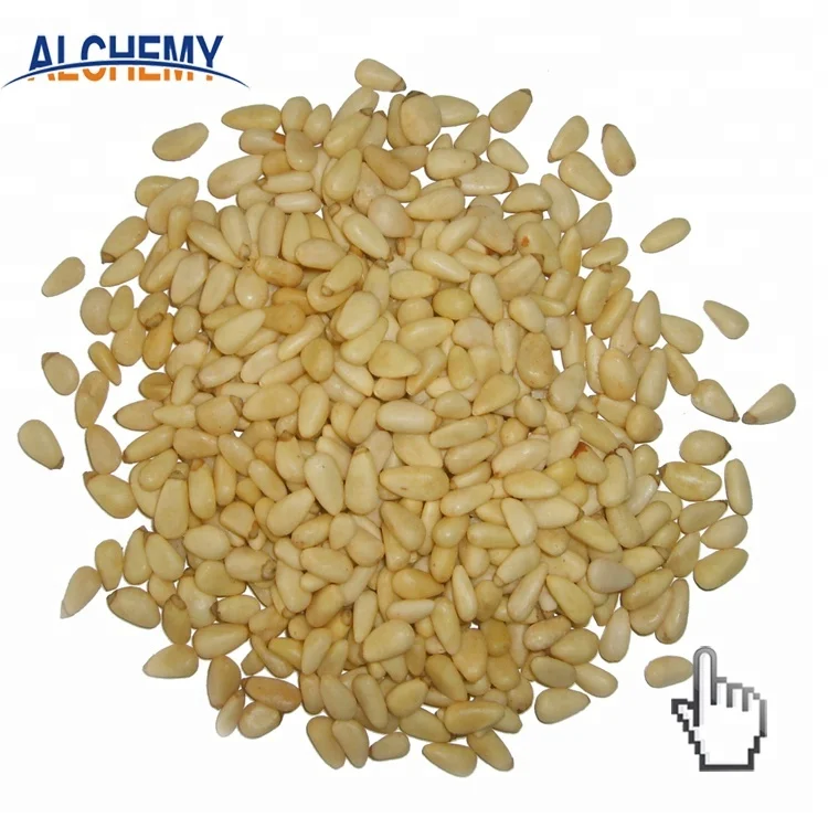 afghanistan pakistan chinese pine nut kernels price