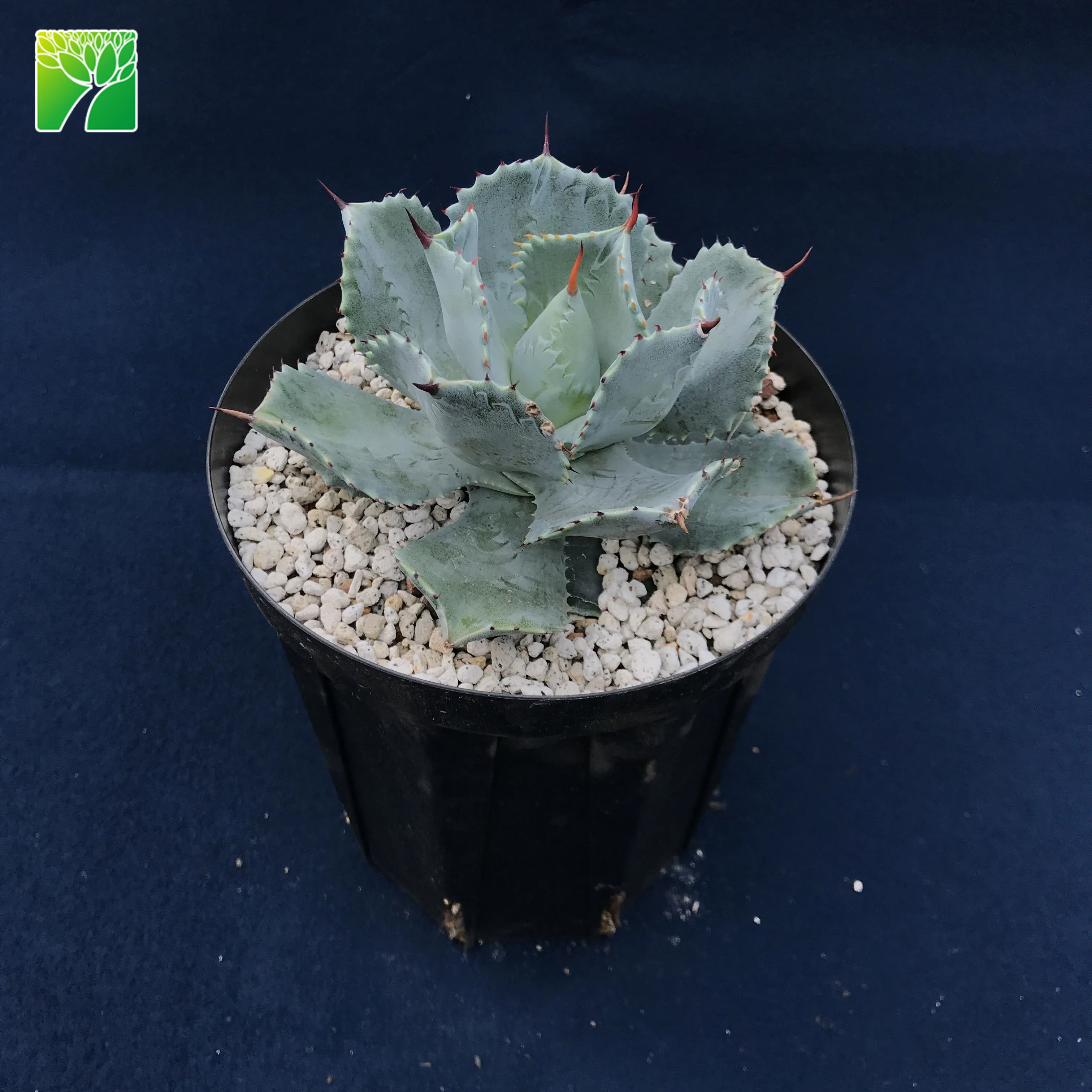 Лидер продаж, многолетние живые суккуленты Agave картофеля