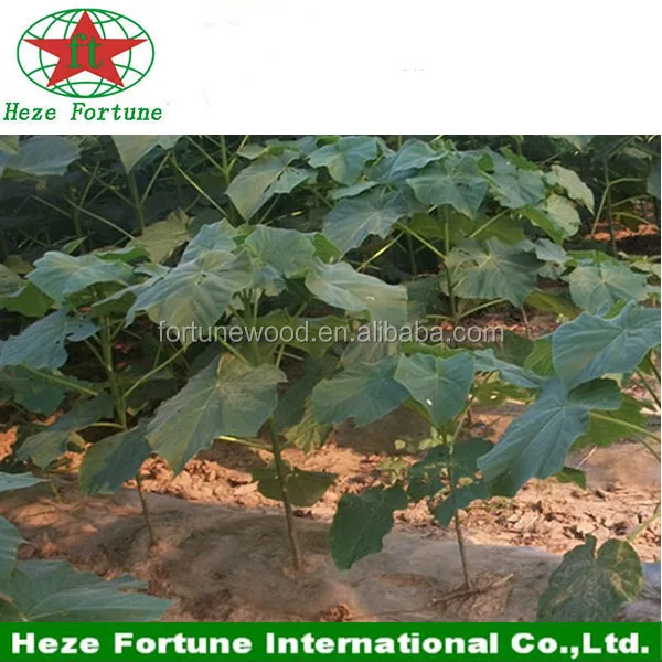 
Newest hybrid paulownia shan tong 4 root seeds for plantation 