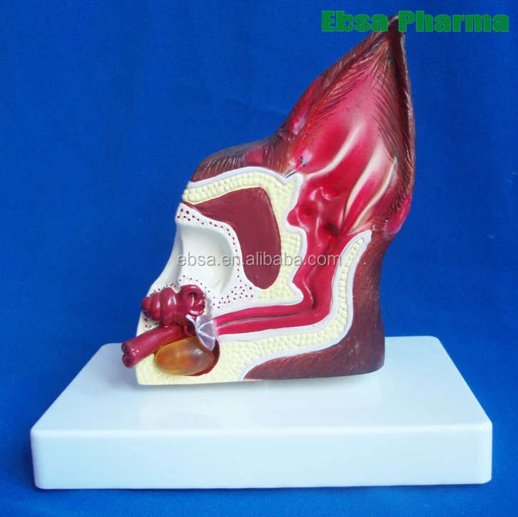 Advanced Medical Supplies Human Teaching Dog Ear For Medical School