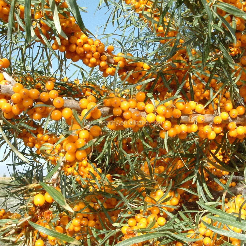 
 2021, семена облепихи для выращивания фруктов/ягод, высокая экономичная стоимость, можно урожать более 25 лет  