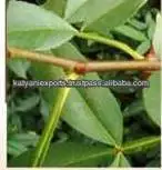 Widely Selling Top Quality Natural Tomar Seed Oil at Best Market Price