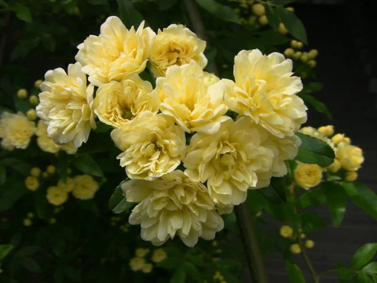 Chinese Plant Radix Aucklandiae Costustoot Extract Powder Costustoot P.E.