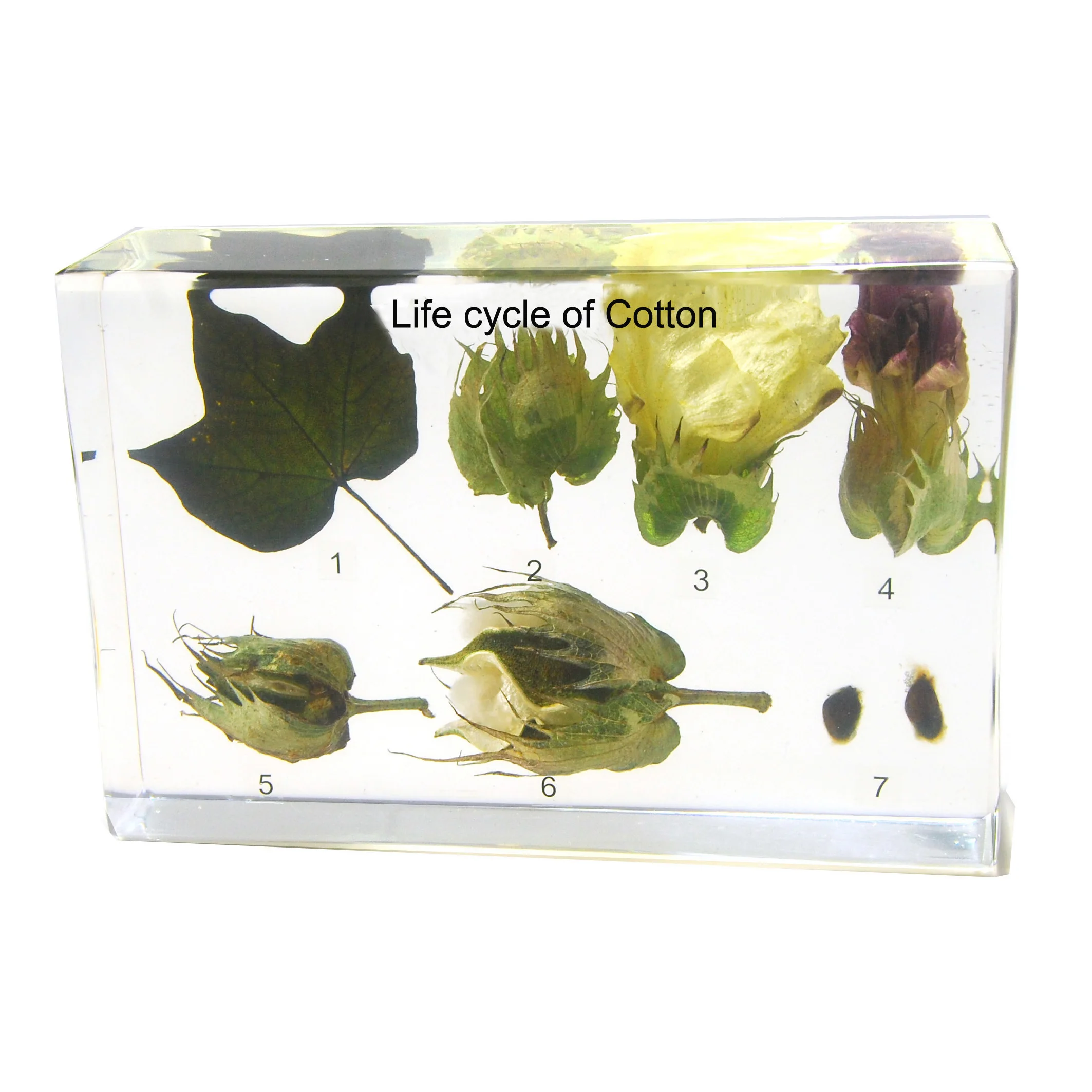 Gelsonlab HSBS-100 Acrylic life cycle of cotton Specimen embedded biological specimens