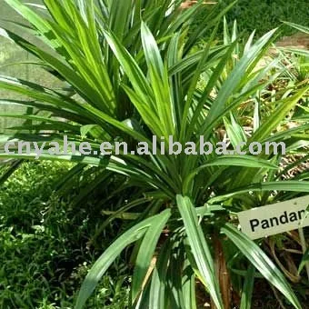 
Pandan oil flavour for food 