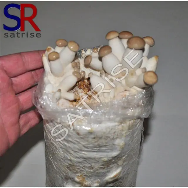 Tricholoma matsutake mushroom log grow kit