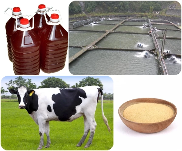 
Photosynthetic Bacteria Rhodopseudomonas Palustris PSB Liquird Or Powder for fish aquaculture 