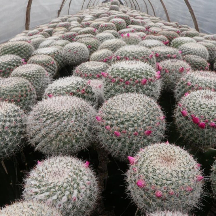  Mammillaria Hahniana 5 см мини кактус суккуленты комнатные растения бонсай детский эхинокактус grusonii cereus cклиенты opuntia
