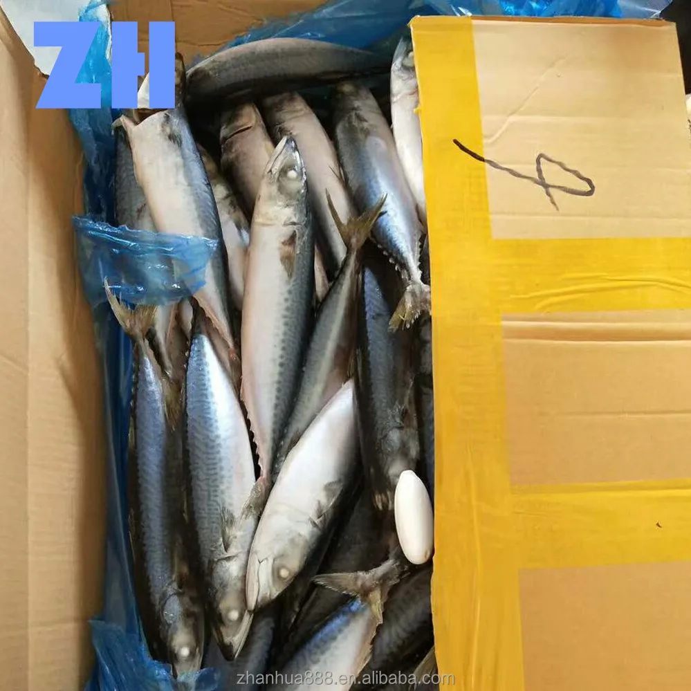 frozen pacific jack chub crown mackerel fish