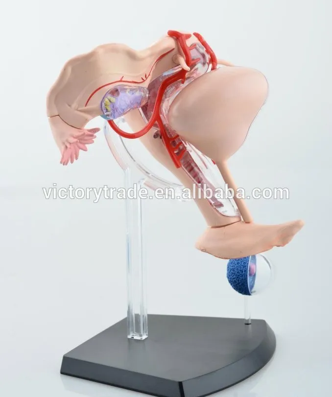 V-HM10 4D MASTER female reproductive system anatomical uterus model