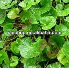 Buy Nature Gotu Kola Herb Extract