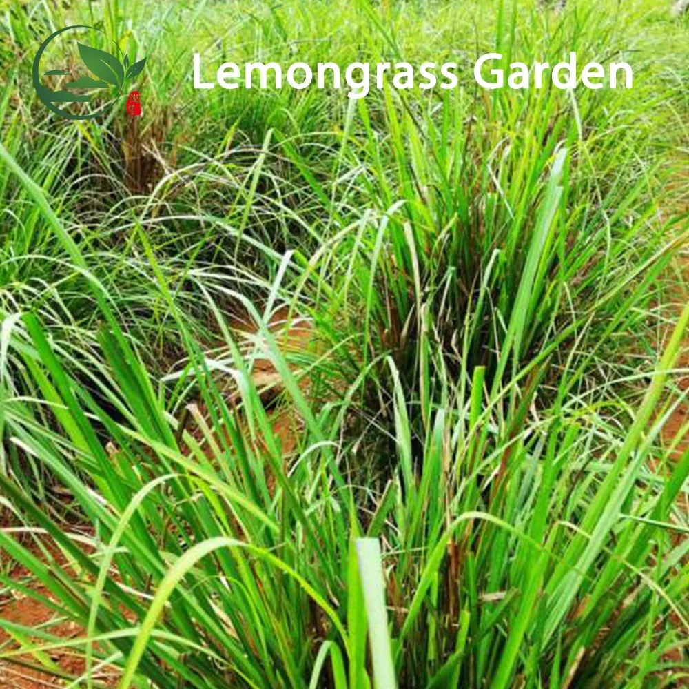 
Chinese Organic Dry Dried Lemon-grass Lemongrass Lemon Grass Plant Leaf Prices Herbal Tea in Bulk 
