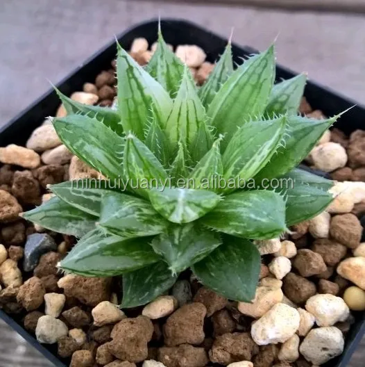 Wholesale Various echeveria succulents Plant