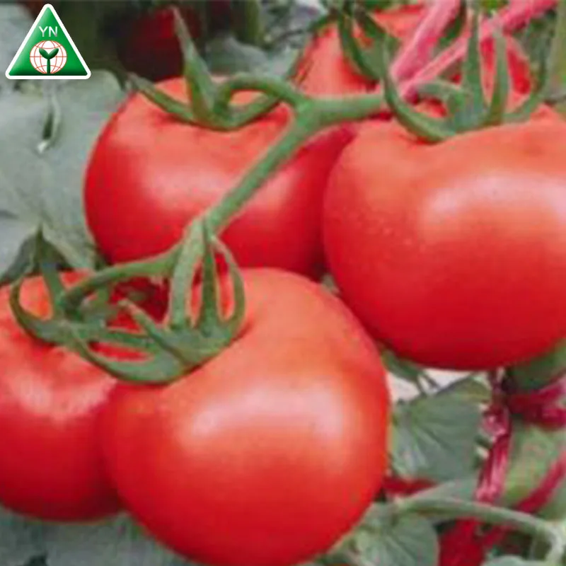 BOB(98-99) F1 Seed Companies F1 Heat Humidity Tolerance Hybrid Red Tomato Seeds