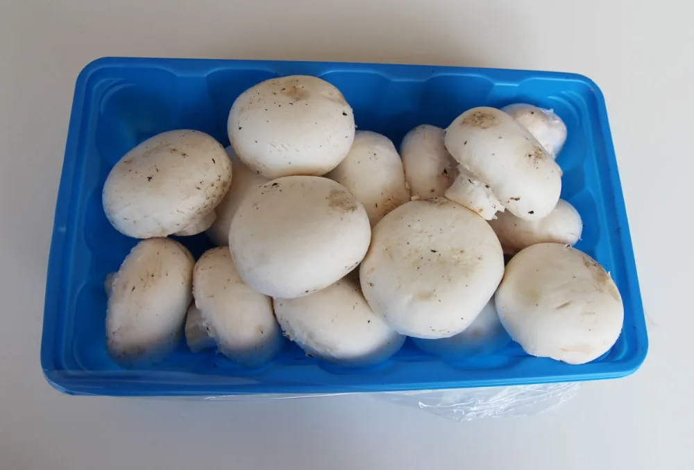 
Detan Fresh AD Champignon Mushroom Price 