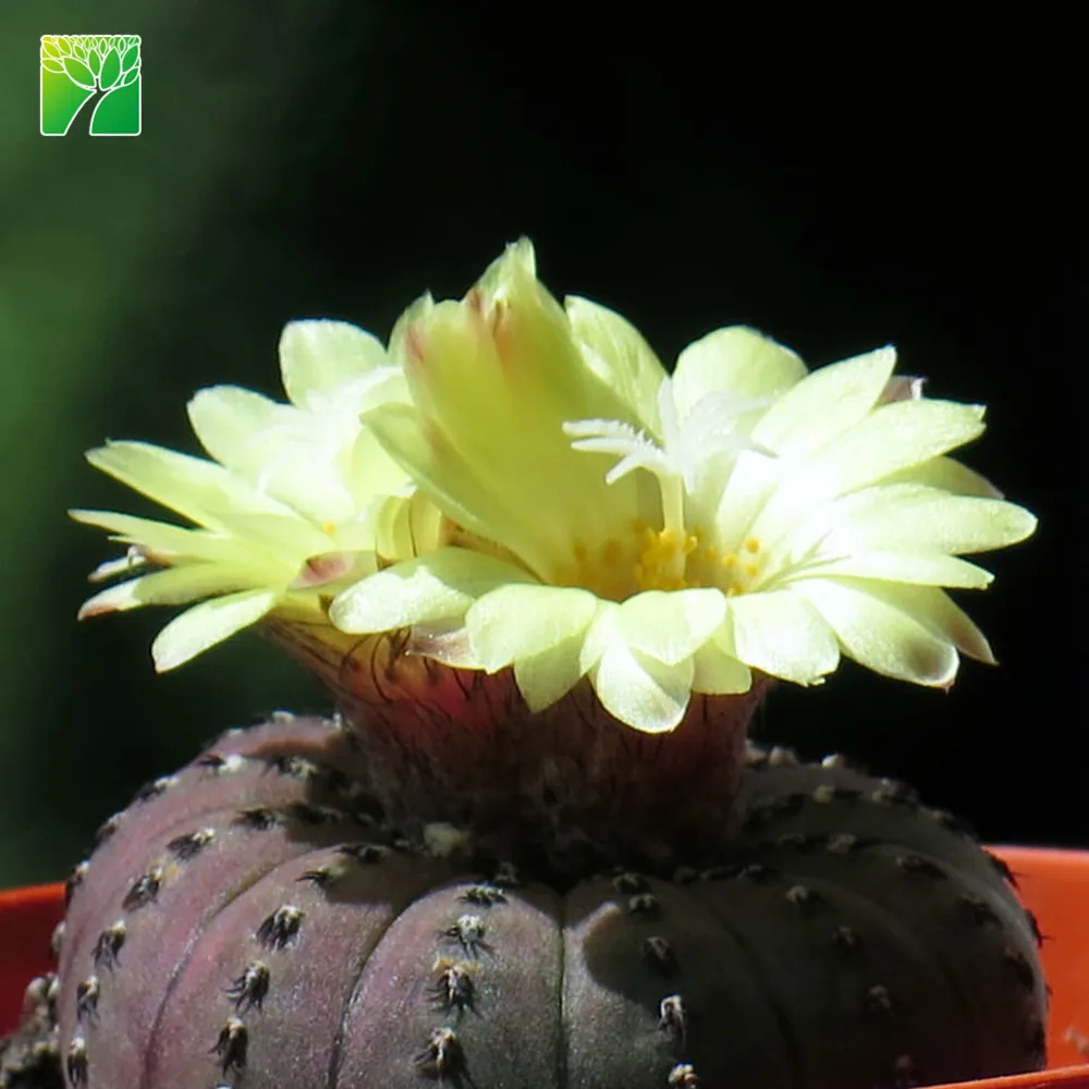 
Горячая Распродажа, украшение, кактус, растения, свежеватый астериоид 