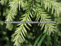 100% Original Quality Natural Pine Sylvestris Oil for Bulk Purchaser