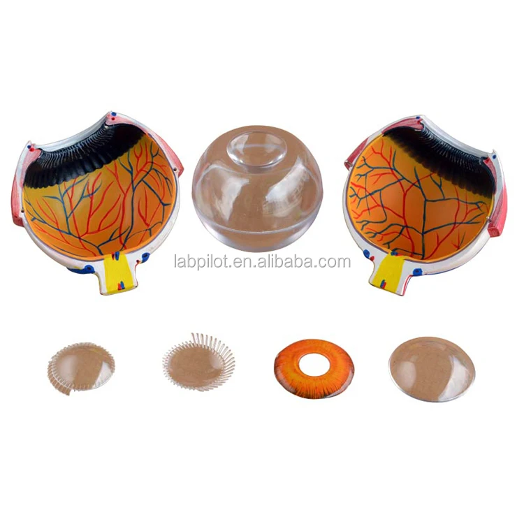 Human Giant Eye Model,Eyeball Anatomical Model