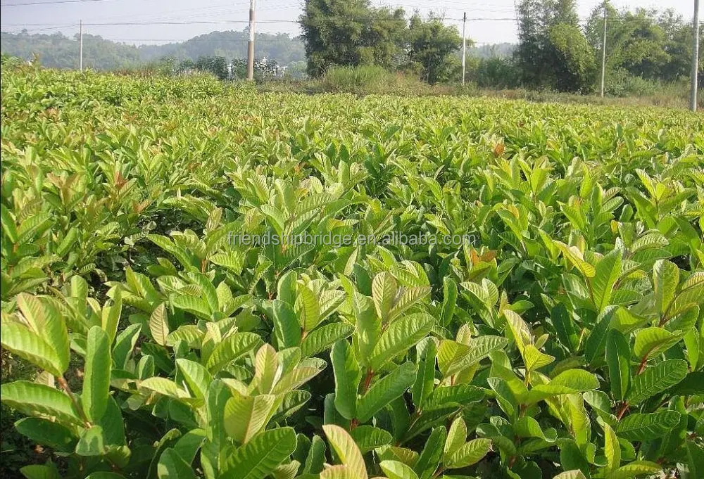 
Engrafted Guava tree(Psidium guajava) seedlings fruit 