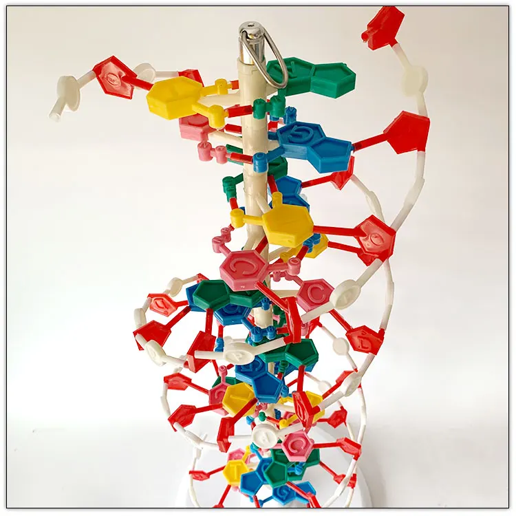 DNA molecule structure model / Biological anatomical model