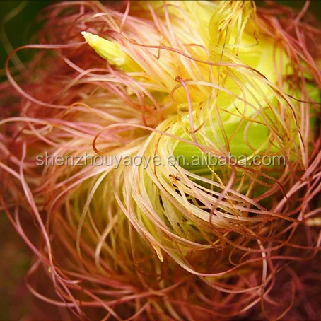 
Chinese Traditional Medicine Dried Corn Stigma/food grade sweet Yumixu with lower price 