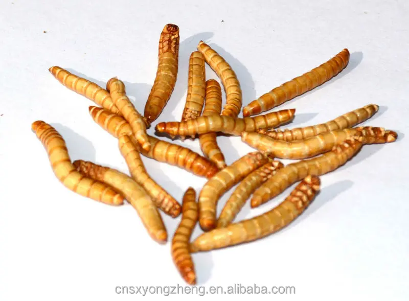 Bird Organic Food For Sale Dried Mealworms