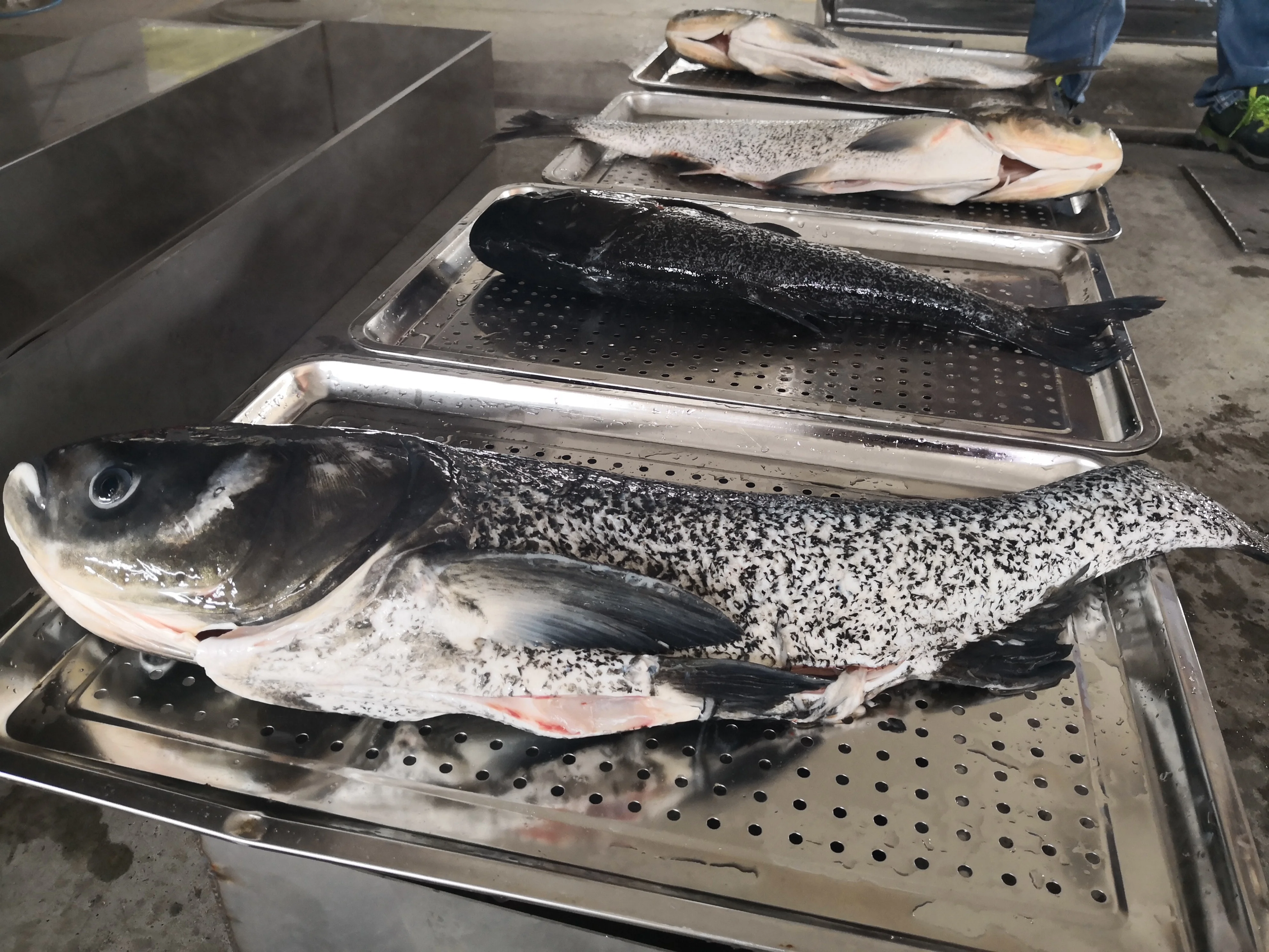 DJL liquid nitrogen tunnel freezer for bau bun Dumplings quick iqf tunnel freezer for meatball freeze