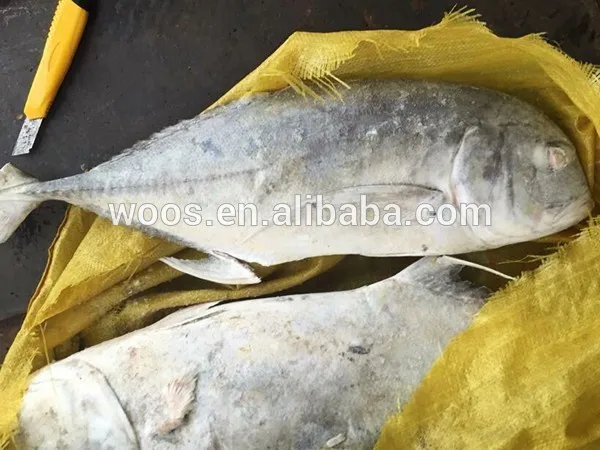 Замороженные свежий вся trevally рыбы