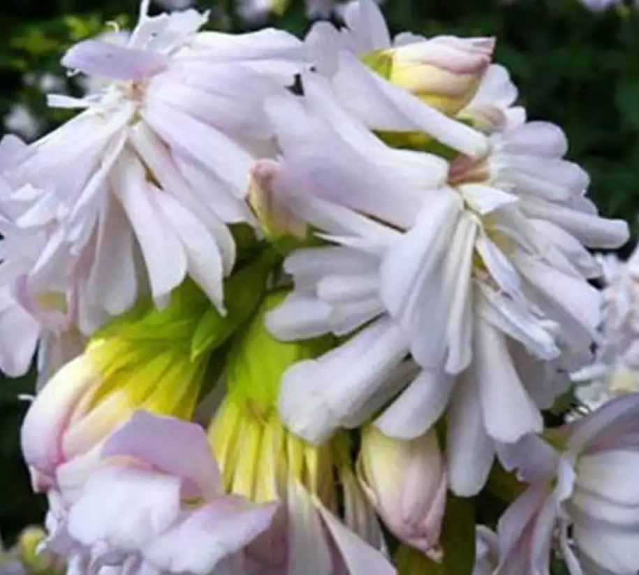 Fei zao cao high quality Pure  bouncingbet Saponaria officinalis seeds