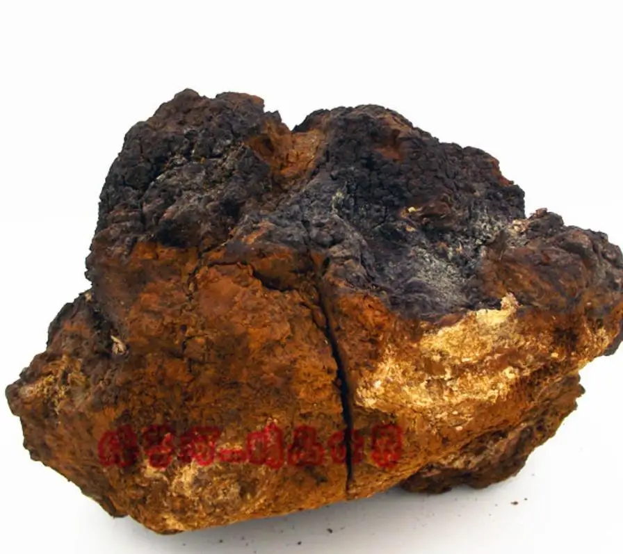 
Wholesale Wild whole russia origin Siberia chaga mushroom for sale 