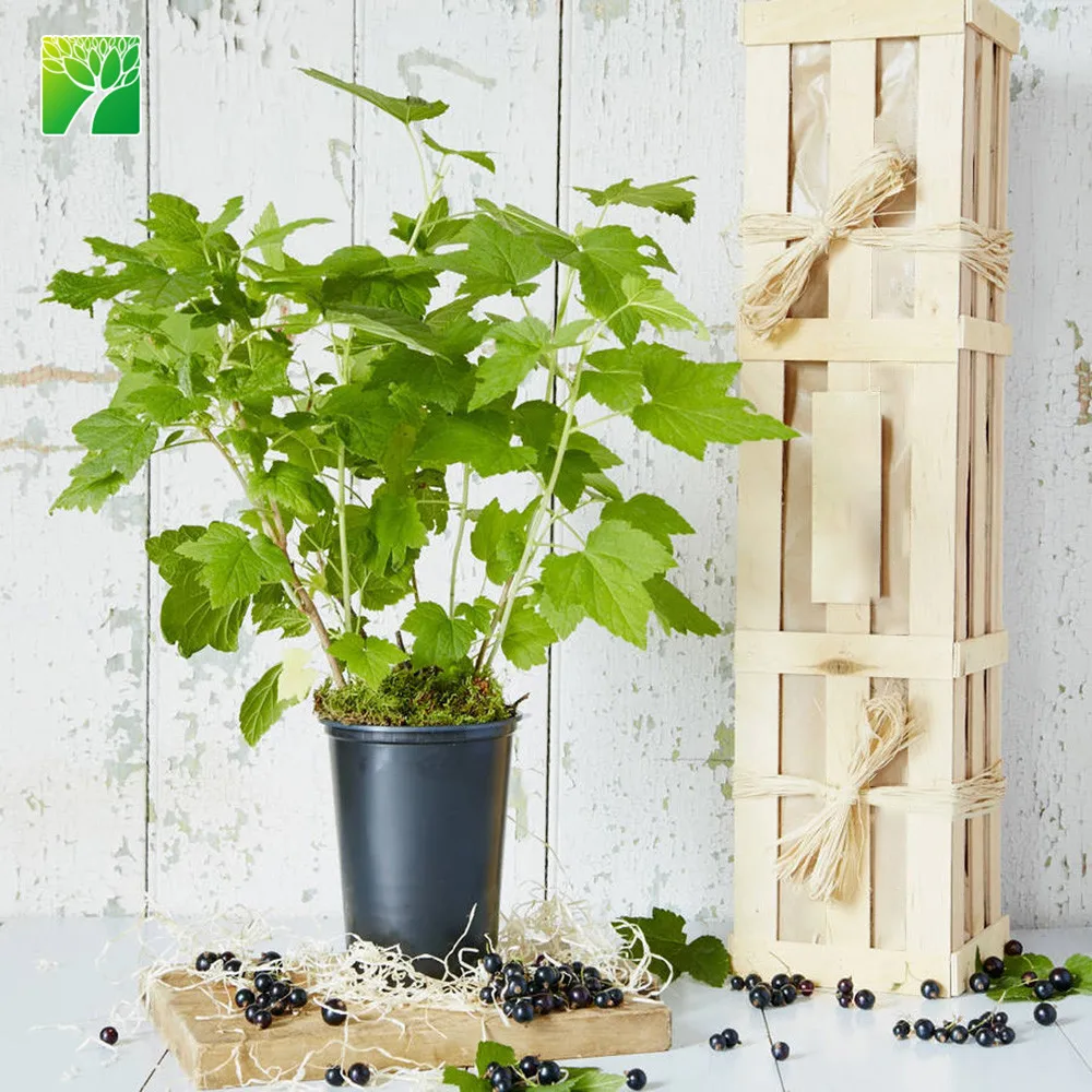 Индивидуальное Экологичное домашнее фруктовое украшение, растение, черная смородина, куст, саженцы фруктовых деревьев