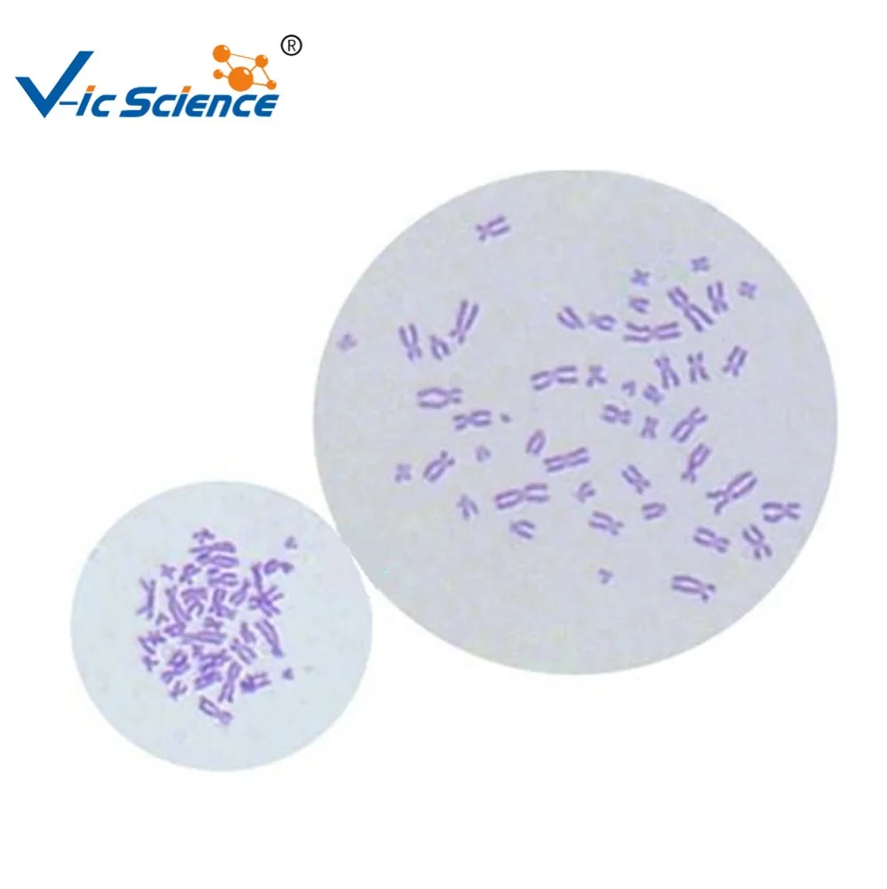 
School and Medical Hot Sale Human Chromosome microscope prepared slides 