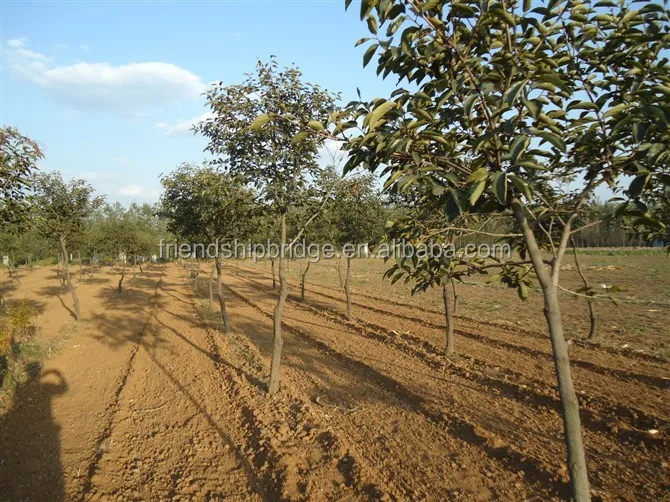 
Wholesale Excellent variety persimmon fruit seedling 