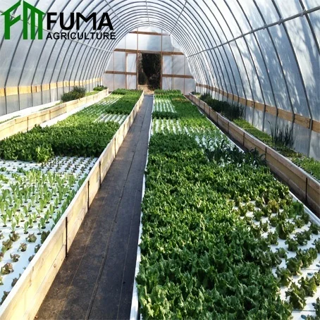 Aquaponic System Greenhouse Vegetable Cultivation Aquaponics Fish Tank