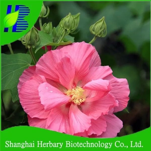 Shanghai Herbary Поставка семян гибискуса мутабилиса для посадки