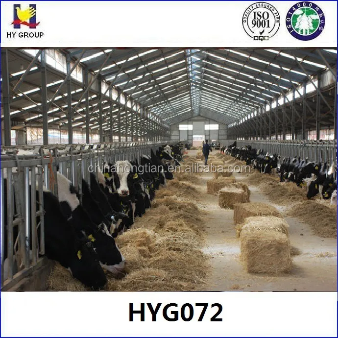Low cost prefabricated metal structure dairy cow shed
