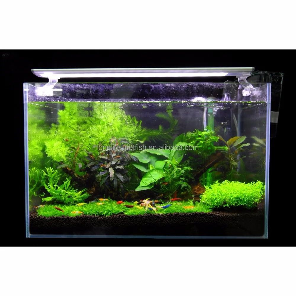 
Live Tropical Neocaridina Sunkist Shrimp 