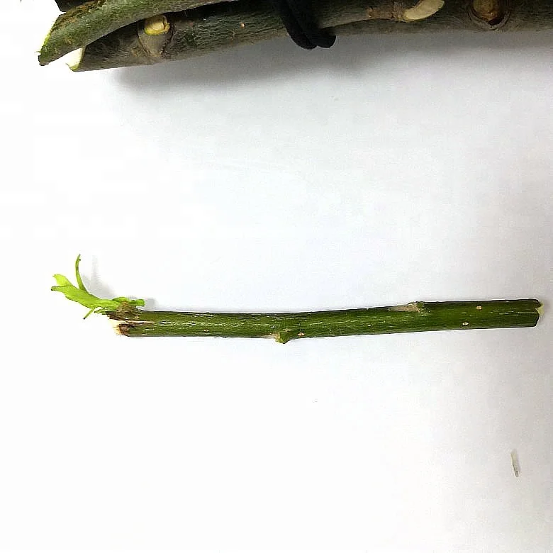 dry and water resistant willow stick plants for timber